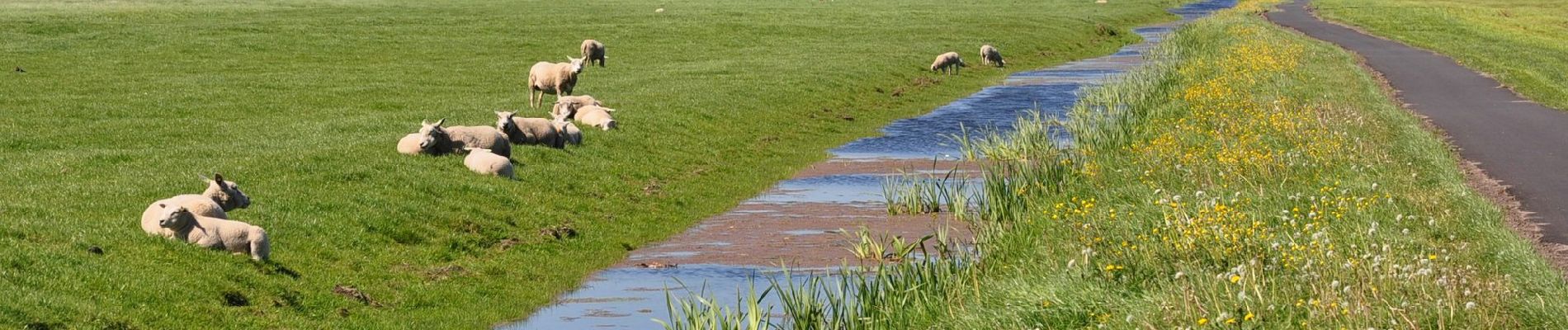 Tocht Te voet Zoeterwoude - Balkengatroute - Photo