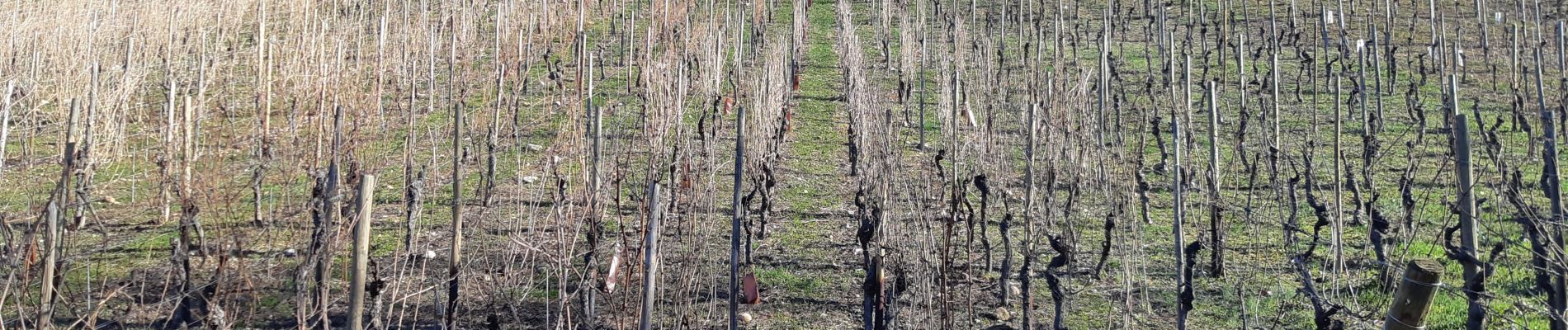 Tour Wandern Mittelweier - Les perles du vignoble  : Mittelwihr - Beblenheim - Zellenberg - Hunawihr - Riquewihr. - Photo