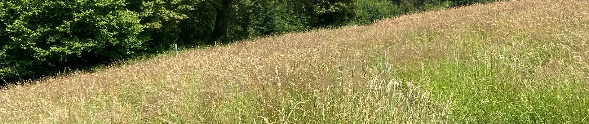 Tour Wandern Stoumont - Traversée trou de bras - Photo