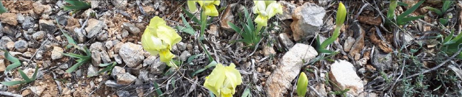 Tour Wandern Auriol - Les Encanaux - Crête de la Lare - Ravin des Infernets 2021-04-25 - Photo