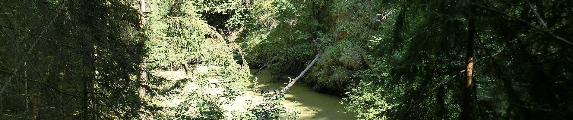 Excursión A pie Neustadt am Kulm - Neustadt/Kulm Espanweg - Photo