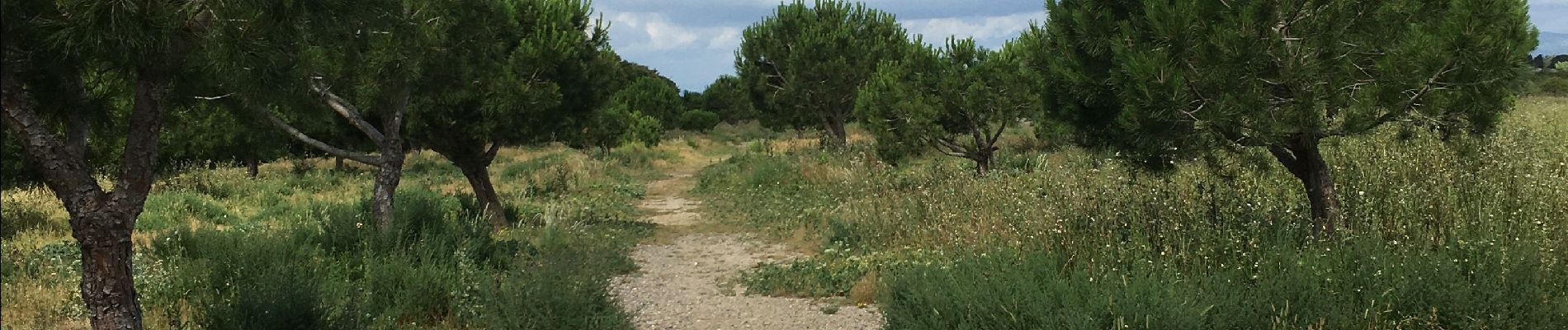 Randonnée Marche Torreilles - Torreilles plage -Torreilles village  - Photo