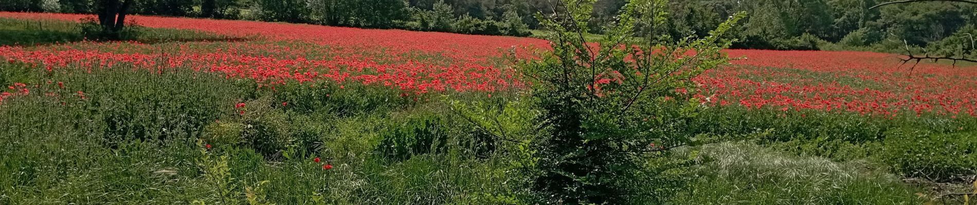 Tour Wandern Souvignargues - Souvignargues le 12 05 2022 - Photo