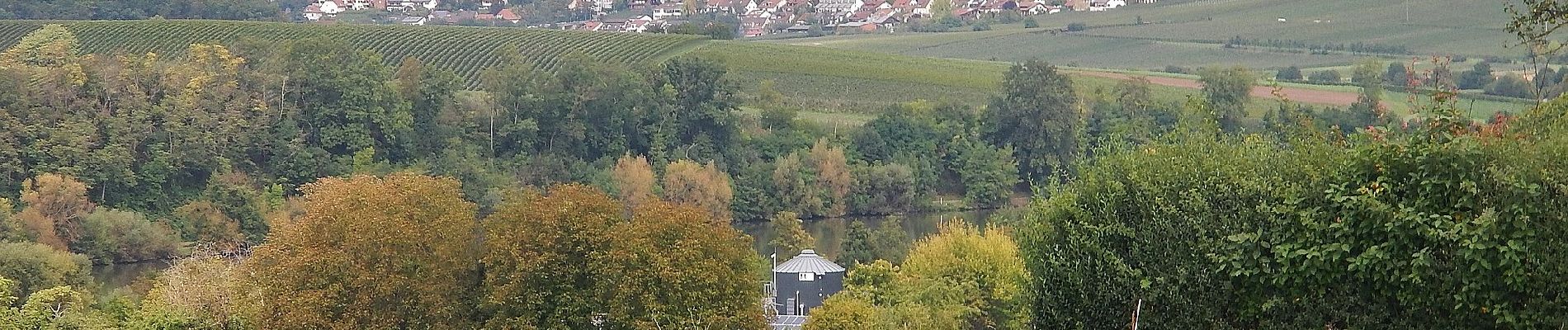 Percorso A piedi Ilsfeld - SB3 Vom Neckar zur Schozach - Photo