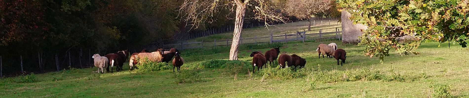 Tour Wandern Villechauve - Villechauve - GR655ouest Prunay-Cassereau Villethiou - 22km 165m 4h50 (35mn) - 2021 11 06 - Photo