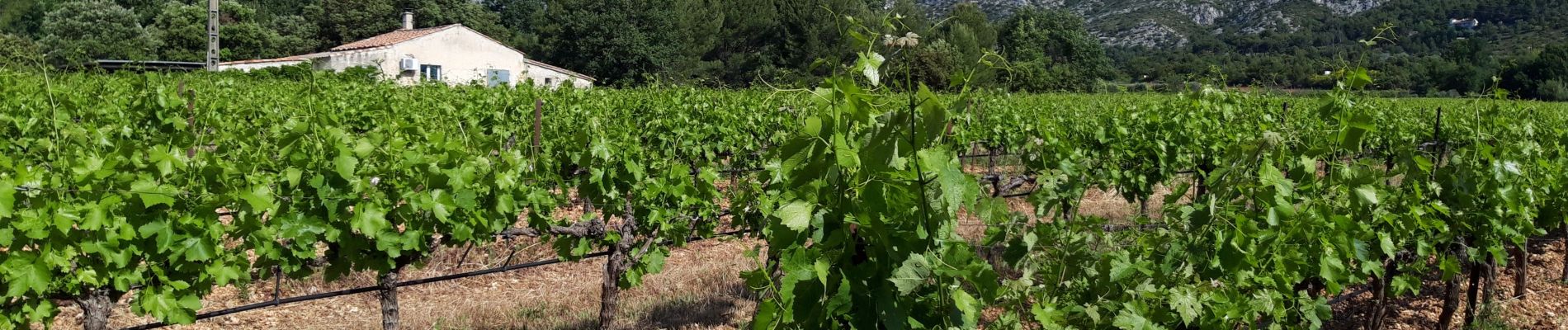 Tour Wandern Puyloubier - Ste Victoire sud-03-06-21 - Photo