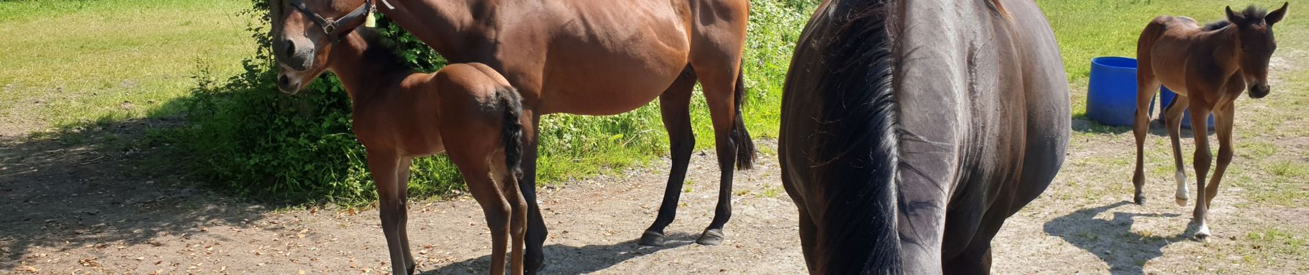 Tocht Stappen Blainville-sur-Mer - Agon coutainville - Photo