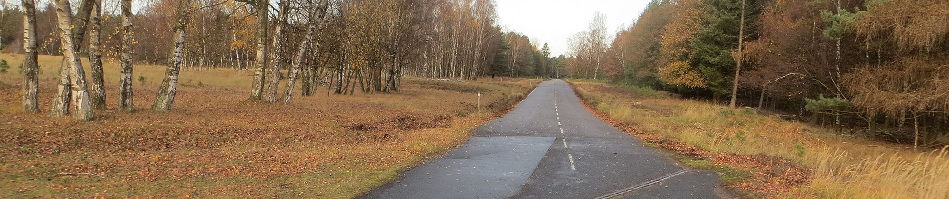 Tour Zu Fuß Brüggen - NSG Brachter Wald Wanderweg Blau - Photo