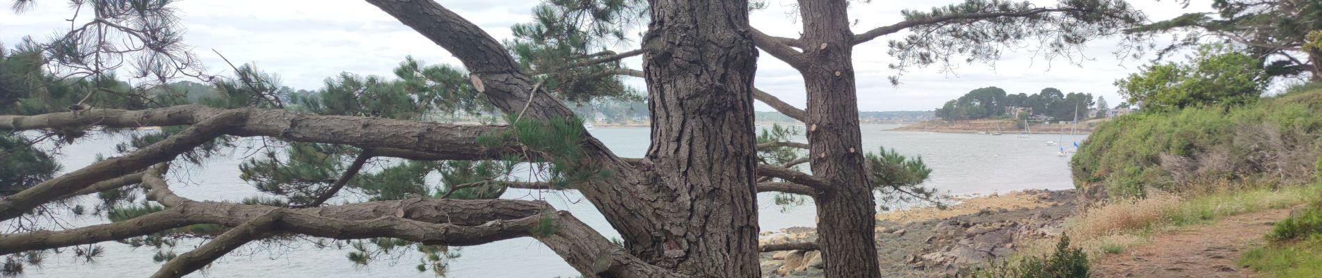 Randonnée Marche Île-aux-Moines - L'île aux Moines - Photo