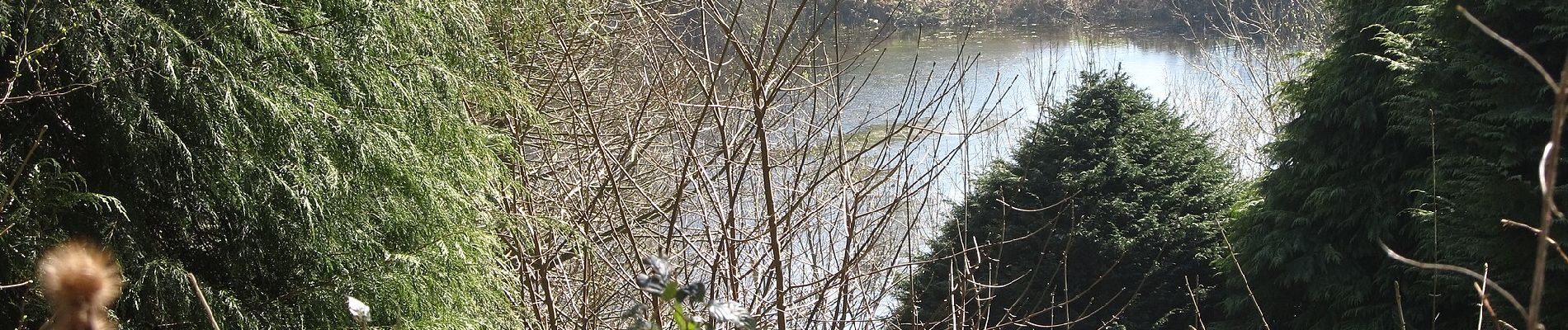 Percorso A piedi Sconosciuto - Castlewellan Forest Park - Lakeside Walk - Photo