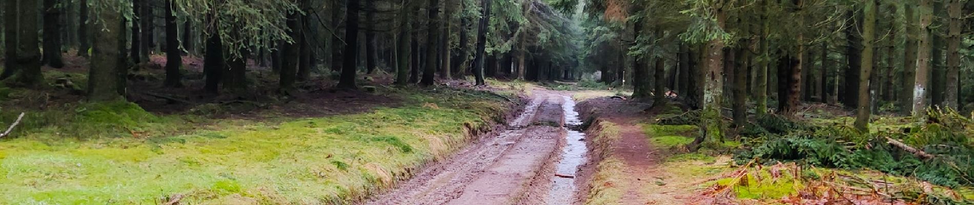 Tour Wandern Lierneux - Promenade vers la fagne de la Crépale  - Photo