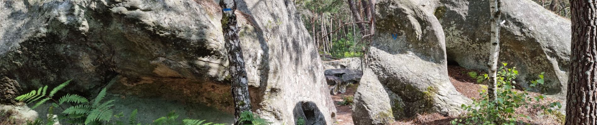 Tocht Stappen Fontainebleau - Fontainebleau sentier Denecourt 7-8 8-8 - Photo