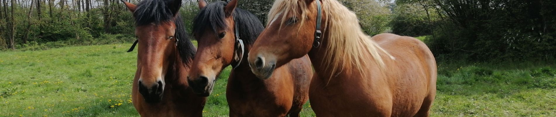 Excursión Senderismo Flémalle - awirs warfusée sur-les-bois - Photo