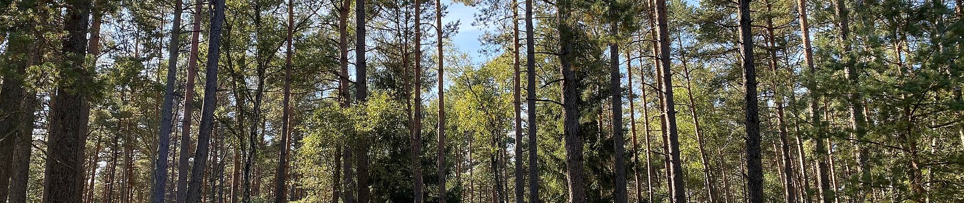 Randonnée A pied Südheide - Südheide 'Wo die Wölfe ihre Fährten ziehen' W9k (kurze Tour) - Photo