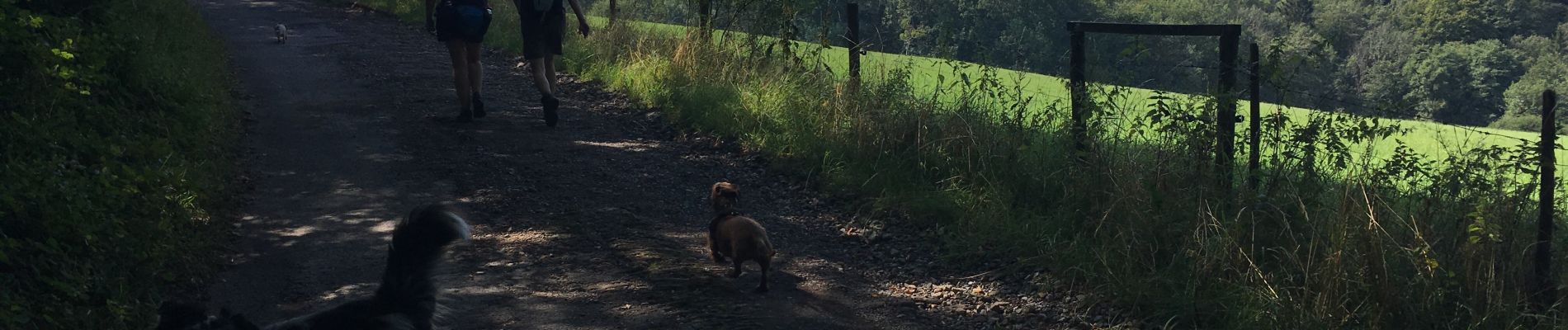 Trail Walking Ferrières - Adeps Ferrières 2019 - Photo