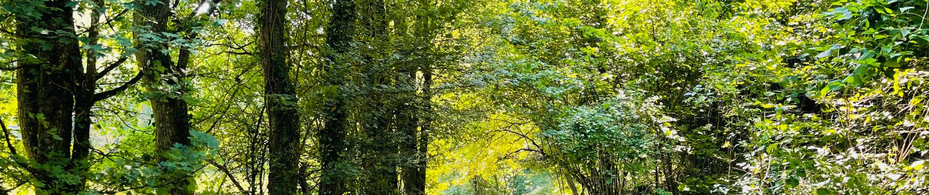 Tocht Stappen Marche-en-Famenne - La réserve naturelle du Fond des Vaux à Marche-en-Famenne - Photo