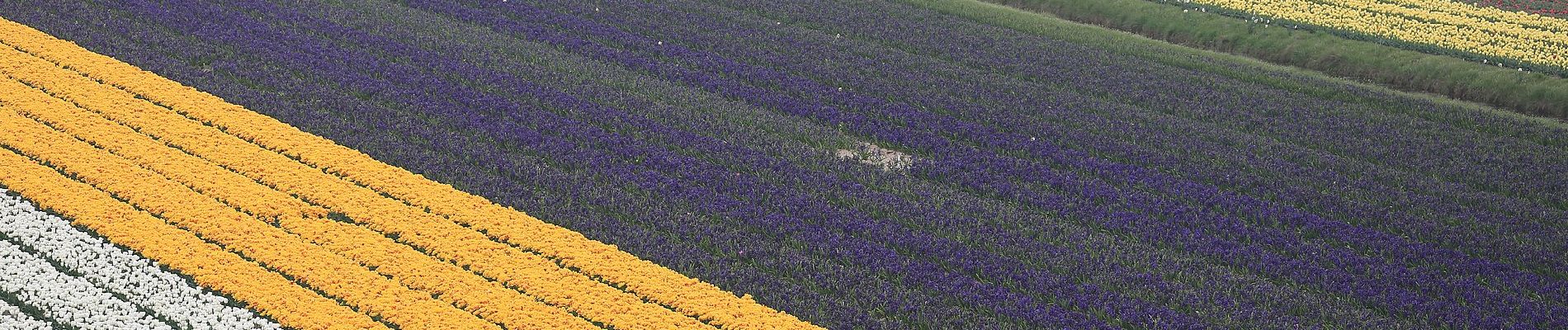 Tocht Te voet Schagen - Sint Maartenszee paars 5,5 km - Photo