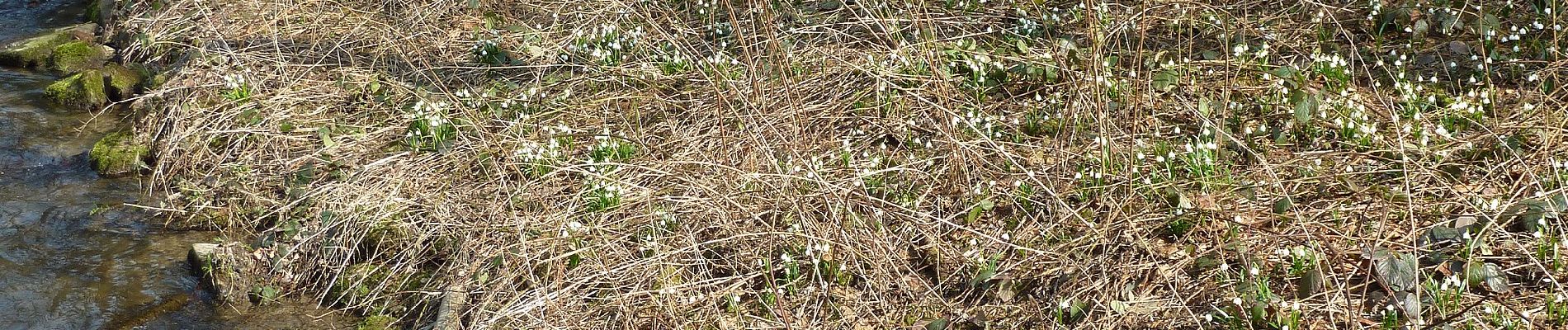 Percorso A piedi Stolpen - Märzenbecher-Rundweg Heeselicht - Photo