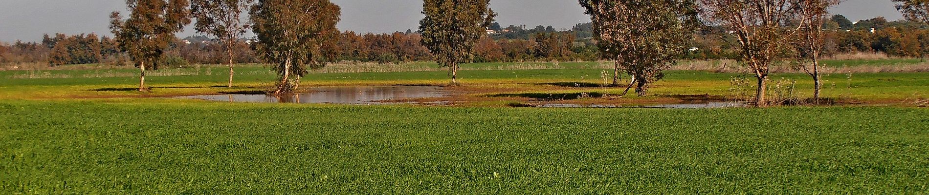 Randonnée A pied מועצה אזורית גן רווה - IL-10340 - Photo