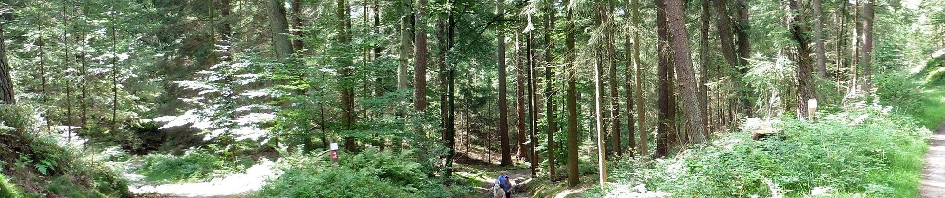 Percorso A piedi Rosengarten - Wanderweg KA-KI - Photo