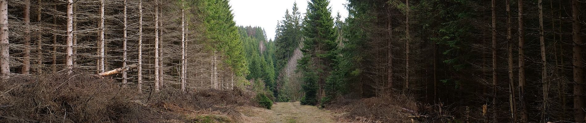 Randonnée A pied Harz (LK Goslar) - Naturmythenpfad - Photo