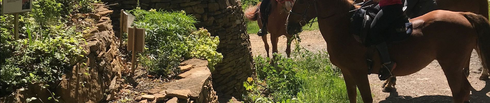 Trail Horseback riding Couzon-au-Mont-d'Or - Tour4 - Photo