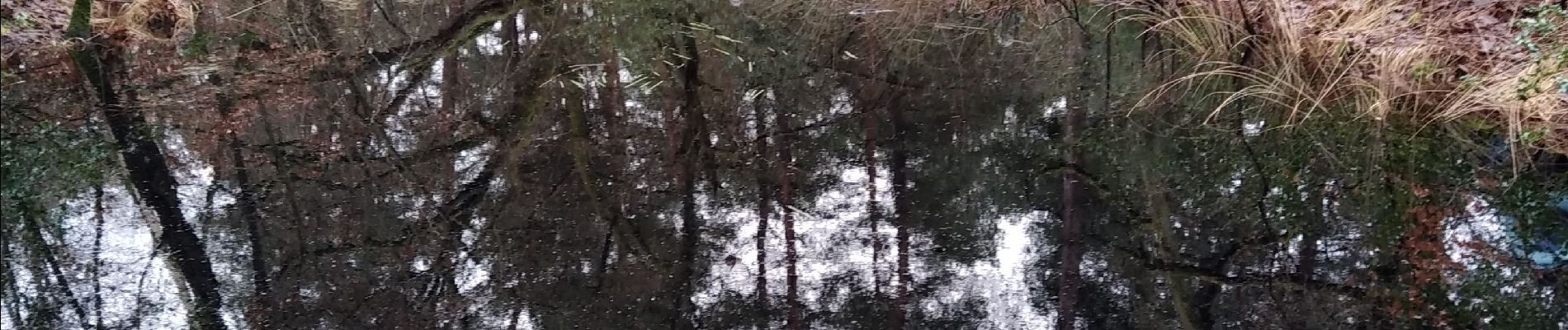 Tour Wandern Fontainebleau - croix f'Augas Gilbert - Photo