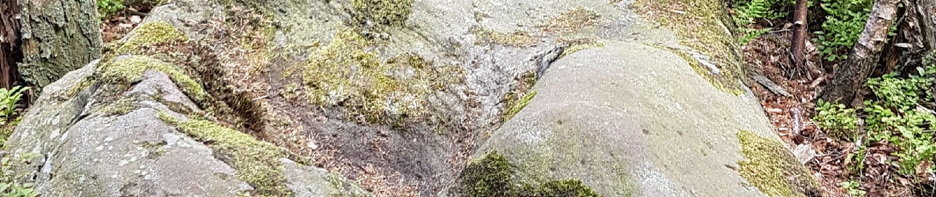 Tocht Stappen Vexaincourt - Vosges - Vexaincourt - Lac de la Maix- sentier des myrtilles  - Photo