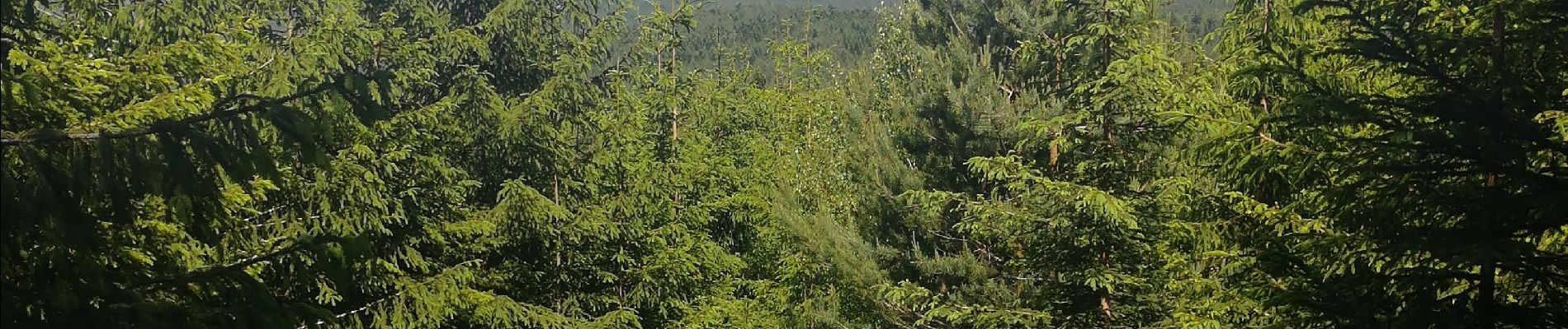 Tour Wandern Walscheid - circulaire croix de haspach - Photo