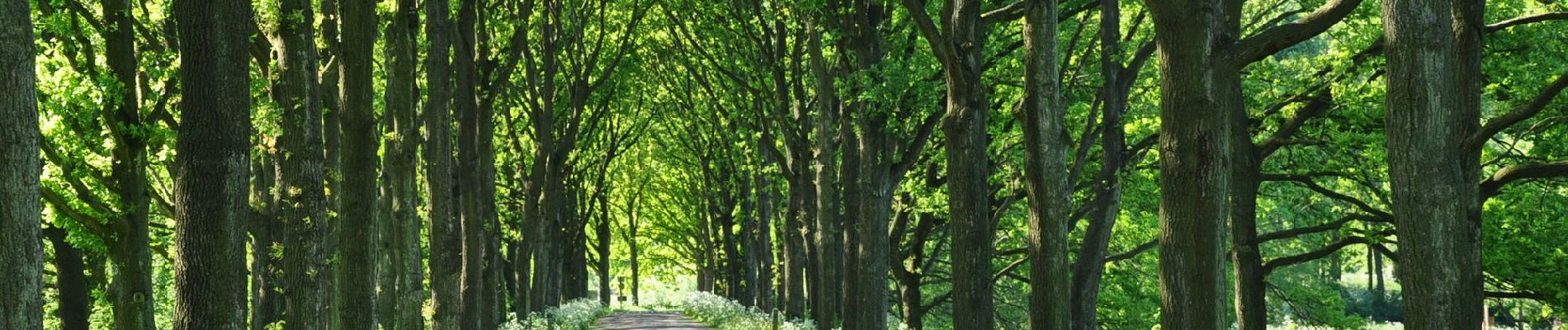 Randonnée A pied Renkum - Nederrijnsepad - Photo