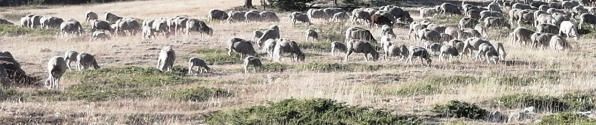 Tour Wandern Beaumont-du-Ventoux - ventoux par les cretes - Photo