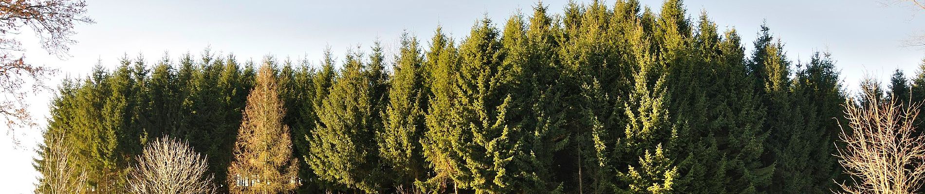 Percorso A piedi Hofkirchen im Traunkreis - Wanderweg Krottental - Photo