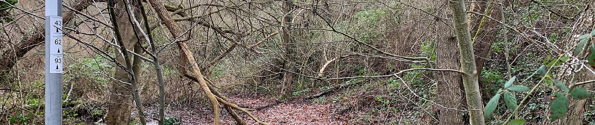 Tour Zu Fuß Nideggen - Stauseerundweg Obermaubach - Photo