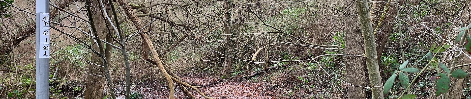 Percorso A piedi Nideggen - Stauseerundweg Obermaubach - Photo