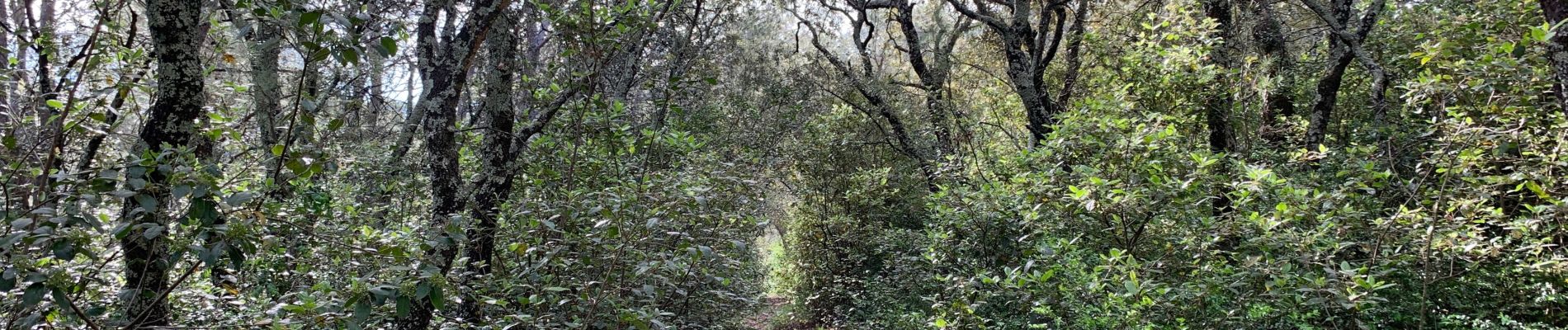 Trail Walking Nimes - NÎMES. Petite boucle sur les Hauts de Nîmes - Photo