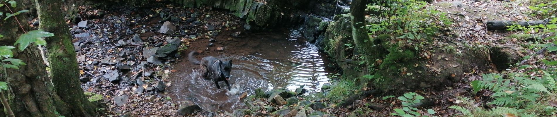 Tocht Stappen Theux - Bois de Banneux - Mont - Photo