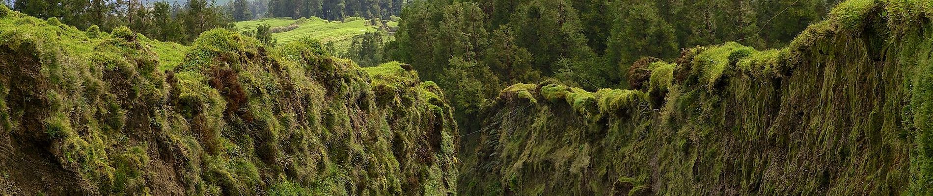 Tour Zu Fuß Santo António - PR4SMI Mata do Canário - Sete Cidades - Photo