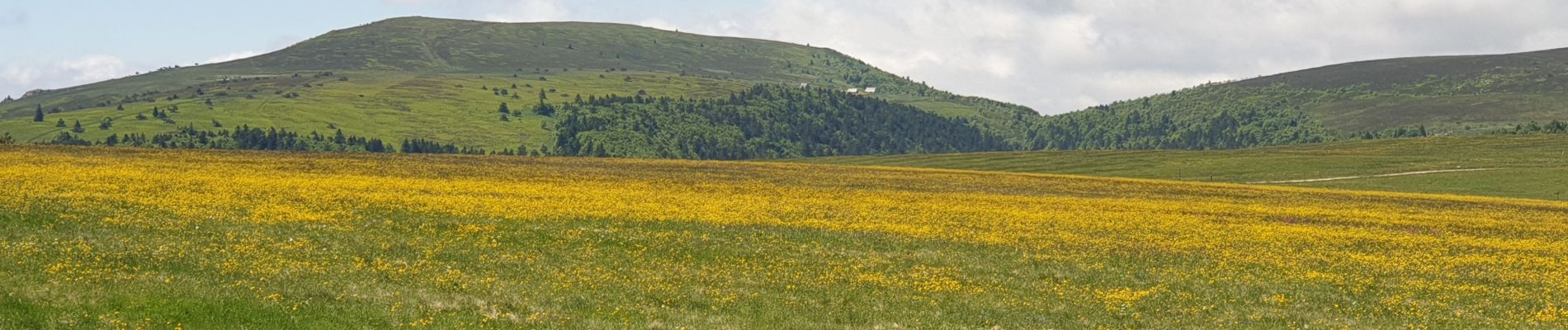 Tour Wandern Saint-Anthème - Col des Supeyres au départ du Coq noir - Photo