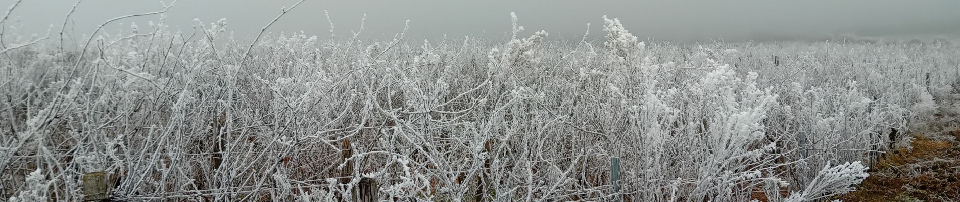 Randonnée Marche Sologny - Sologny  - Photo