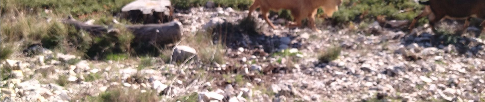 Tocht Stappen Ollioules - Ollioules le gros cerveau  - Photo