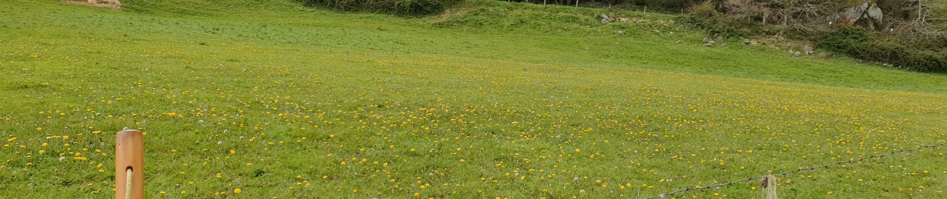 Tour Wandern L'Huisserie - Autour de L'Huisserie vers Entammes - Photo