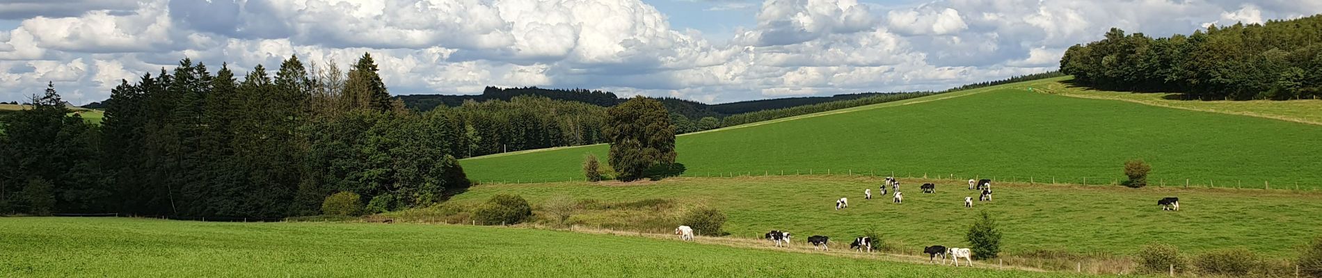 Excursión Senderismo La Roche-en-Ardenne - Mierchamps 15 août 2023 - Photo