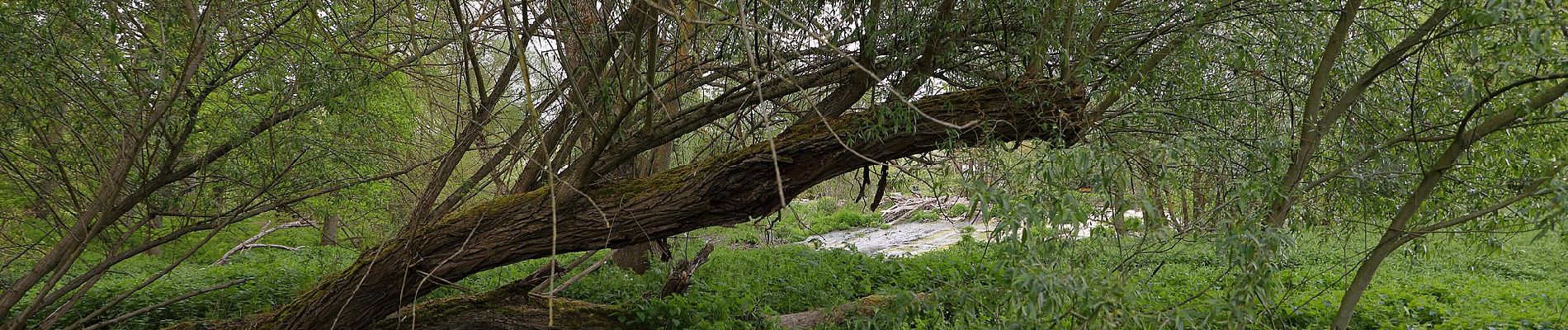 Tour Zu Fuß Igersheim - Rundwanderweg Igersheim 51 - Photo