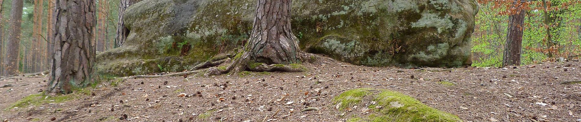 Percorso A piedi Abenberg - Die Burg Abenberg und der Abenberger Wald - Photo