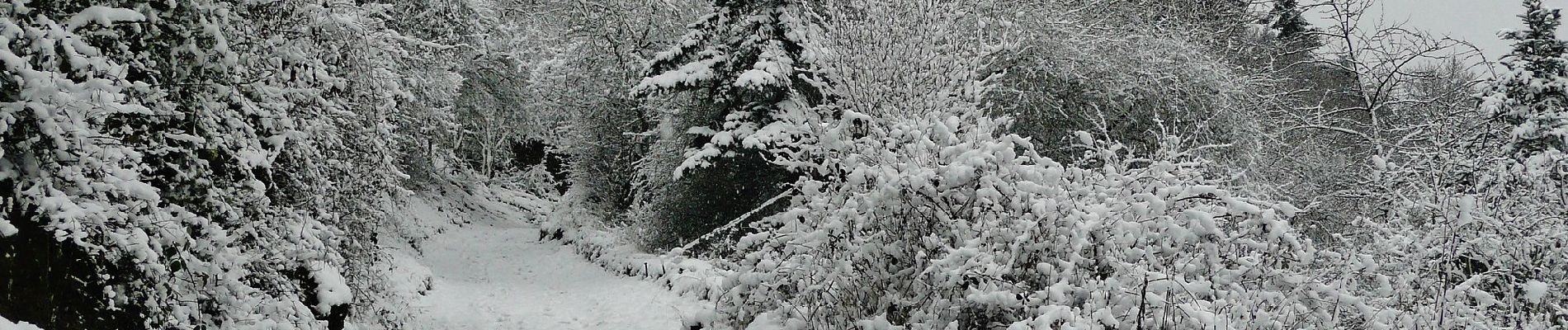 Tour Zu Fuß Lorch - Rundwanderweg Lorch 9 - Photo