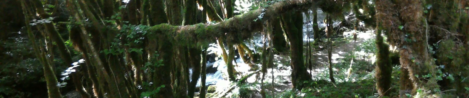 Tocht Stappen Asque - 2019-06-26 vallée de l'Arrose - petite Amazonie - baronie - Photo