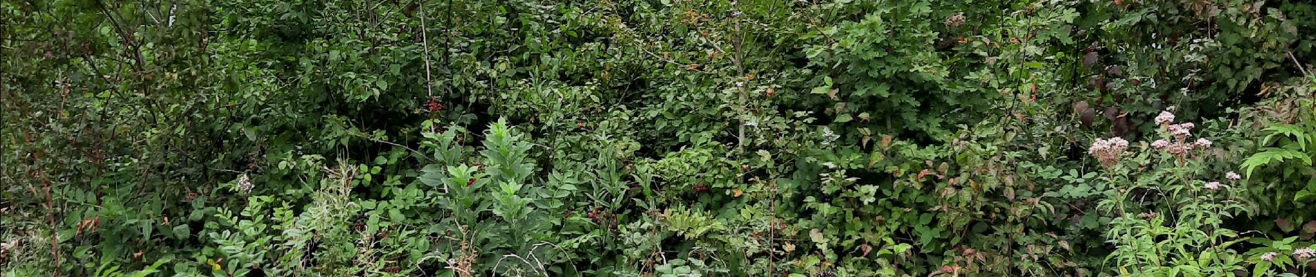 Randonnée Marche Les Arsures - les arsures - Photo