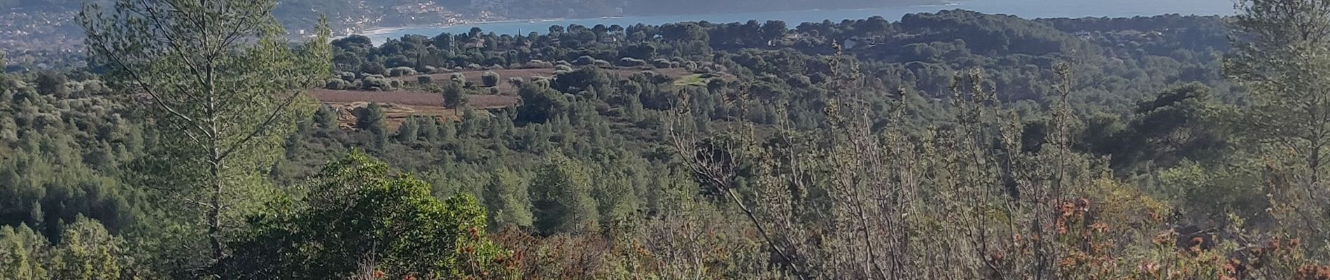 Trail Walking La Cadière-d'Azur - Télégraphe par la Louisiane  - Photo