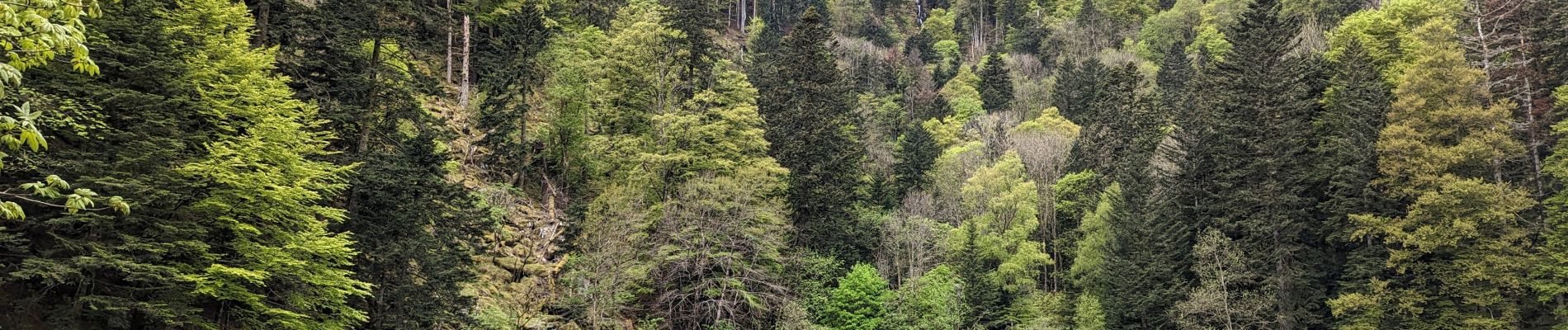 Tour Wandern Sondernach - 2023-05-19 Marche Schnepfenried vers Lac du Fischboedle - Photo