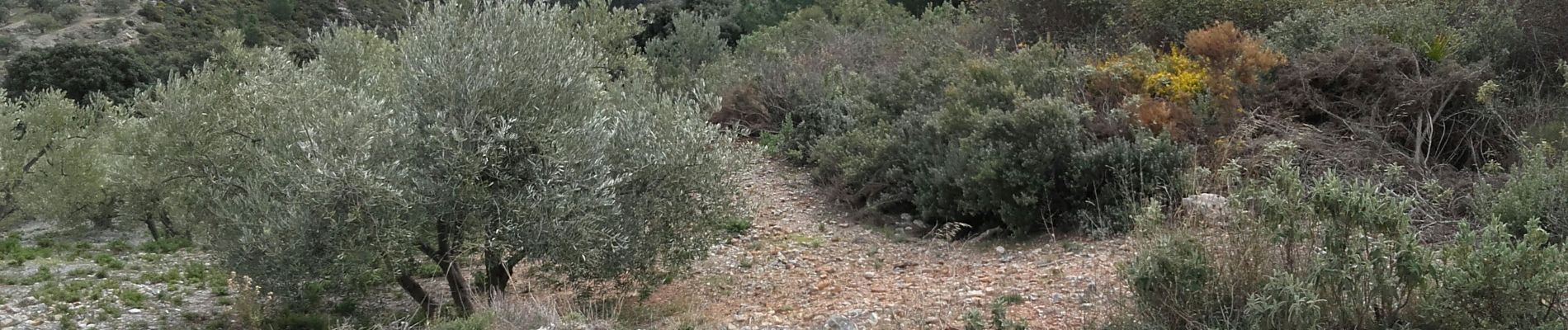 Randonnée Marche Lentegí - Lentegi 2019 - Photo